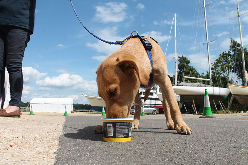 Desktop-news-Dog-ice-cream--(870x580)