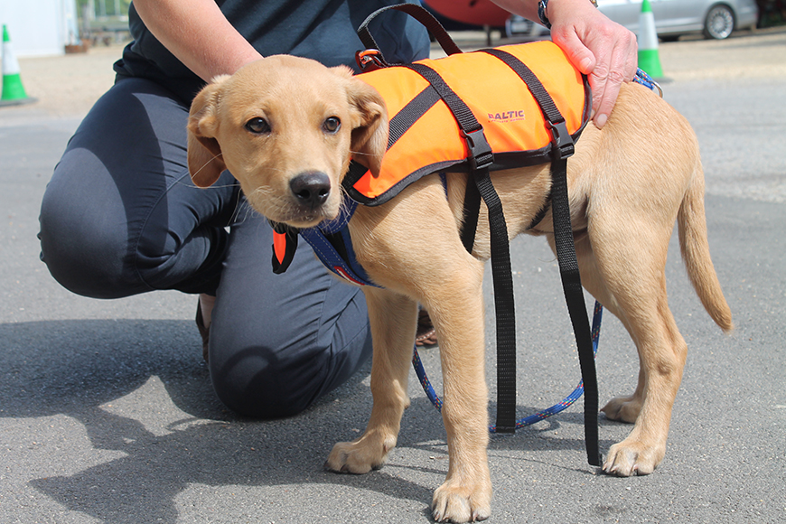 Desktop-news-Doggy-lifejacket--(870x580)