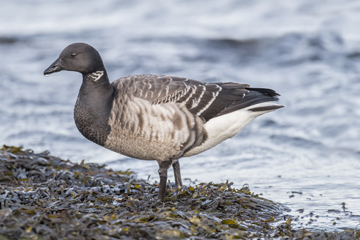 Br Desktop Thingstodo Brent Goose W360Px H240Px