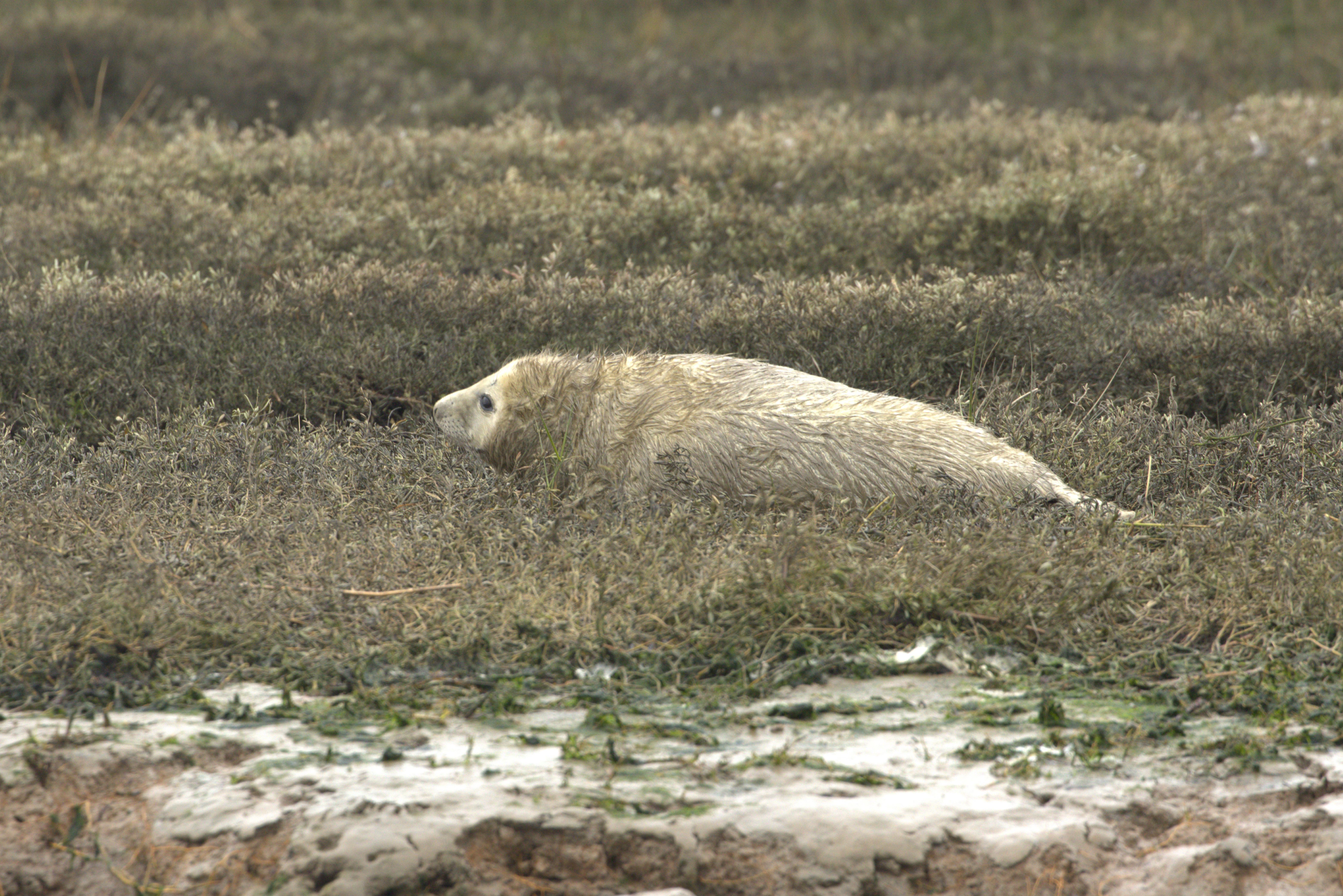 New Grey Seal Pup On Banks Of The Beaulieu River Picture By Marcus Ward