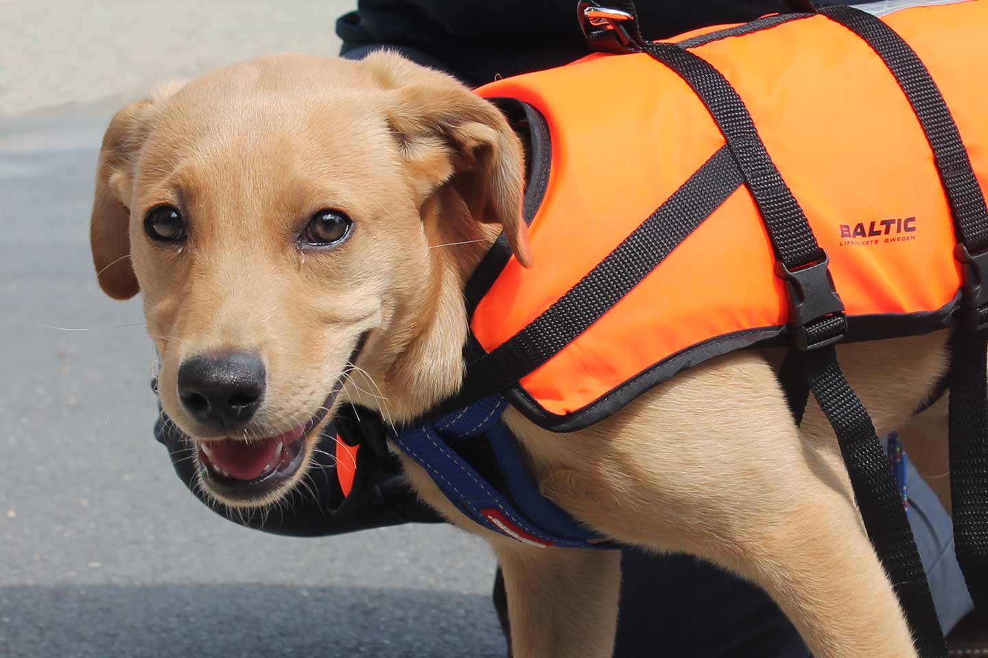 Beaulieu River Desktop Standard Dog Lifejacket (W1440Px)