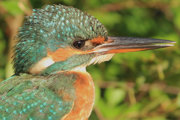Desktop News Birds On The River Copyright 1 Graham Giddens 870X580 1