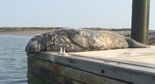 Seal