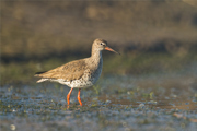 Br Desktop Thingstodo Redshank W360Px H240Px