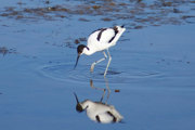 Desktop News Birds On The River Copyright 2 Graham Giddens 870X580 1