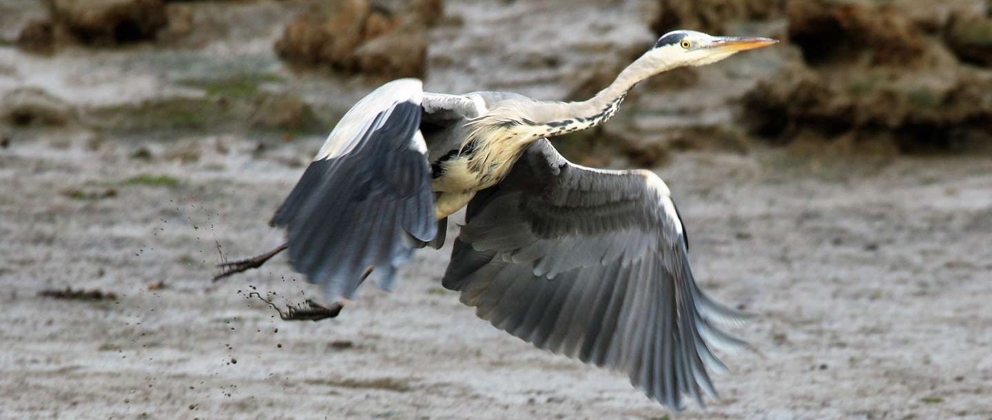 Beaulieu River Blog Banner Photo Competition Winner