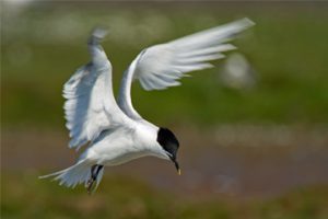 Sandwich Tern