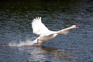 Nature and Wildlife