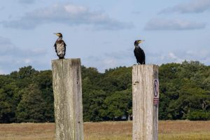 Birds on the Beaulieu River