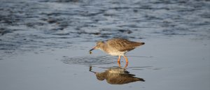 Redshank