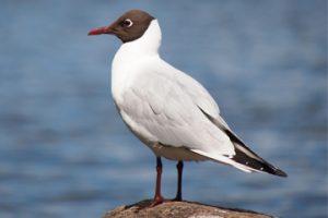 Black headed gull