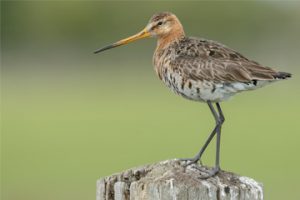 Black tailed Godwit