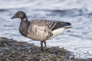 Brent goose