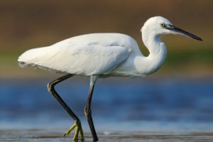 Little Egret