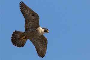 Peregrine Falcon