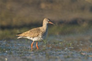 Redshank