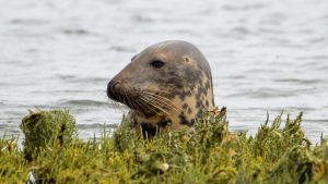 2021 shortlisted entry - Richard Holgate